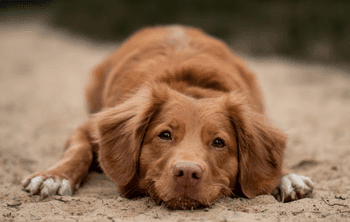 Diarree bij honden