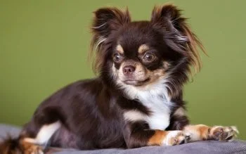 Incontinentie hond