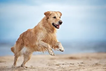 Hoe houd je je hond gezond?