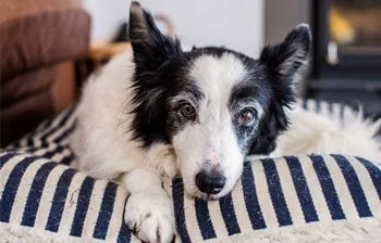 Artrose bij honden