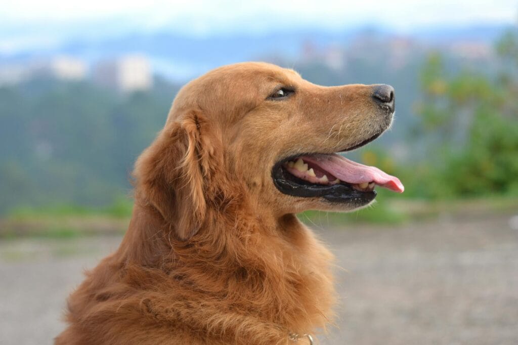 Oogproblemen bij honden