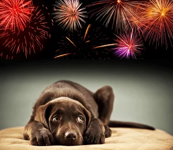 Vuurwerkangst honden