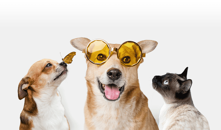 Wat als PEA niet meteen werkt bij je hond?