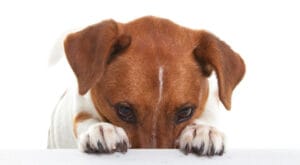 Natuurlijke oorreiniging