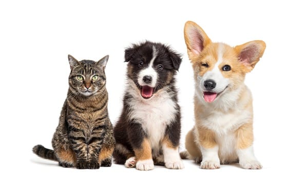 Probiotica voor je hond of kat kiezen