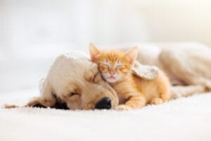 Probiotica hond of kat