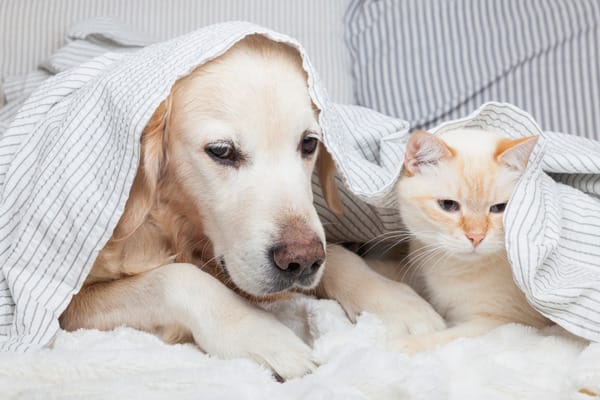 Hoe kies je het juiste kalmeringssupplement voor jouw hond?
