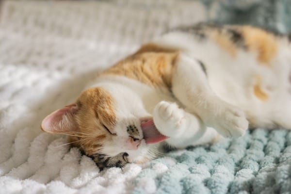 Het juiste supplement voor de vacht van je kat selecteren