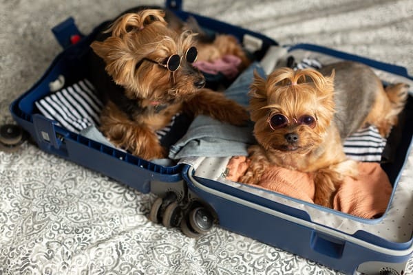 Een complete gids over PEA voor je hond: dosering, gebruik en verwachte resultaten