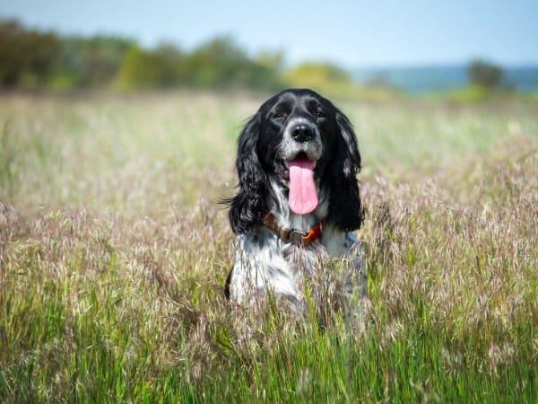 Darmproblemen bij je hond of kat natuurlijk aanpakken