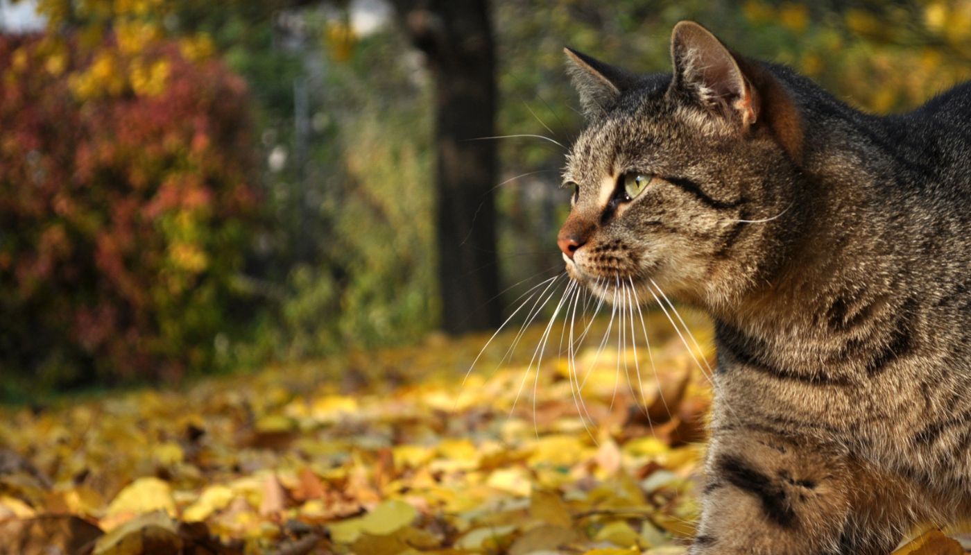 Kat in de herfst