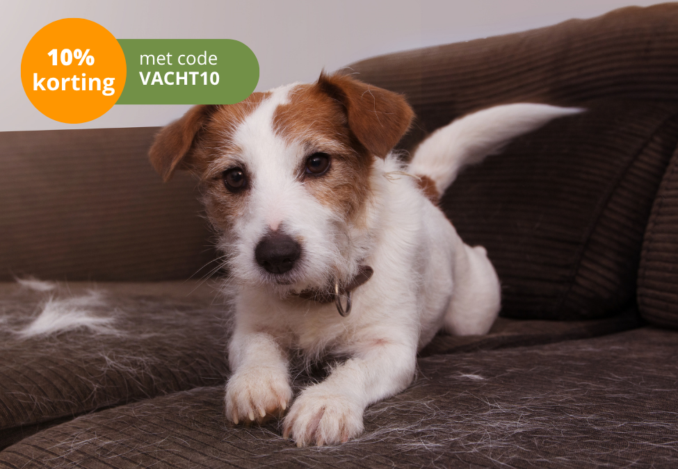 Hond op de bank tussen losse haren: 10% korting op huid- en vachtproducten