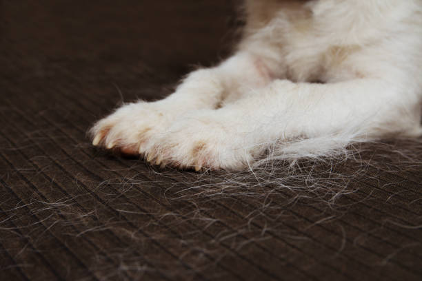 Hond in de rui